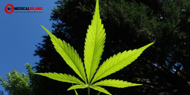 Cannabis Leaf Blog