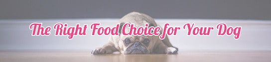 Right Food Choice for Dog