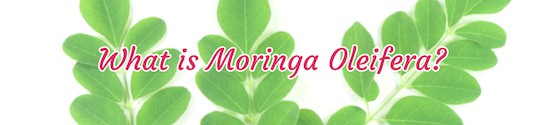 Moringa Oleifera Header