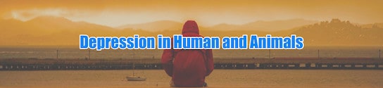 Depression in Human and Animals