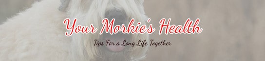 Your Healthy Morkie