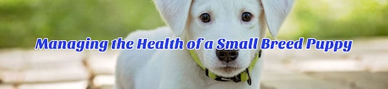 Health of a Small Breed Puppy