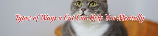 Types of Ways a Cat Can Help You Mentally