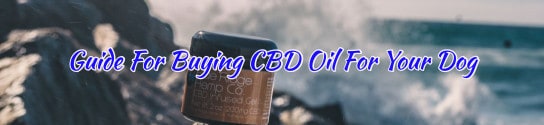 Guide For Buying CBD Oil For Your Dog
