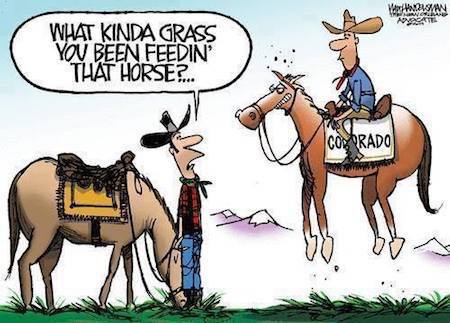 Funny CBD Oil Cartoon Horse