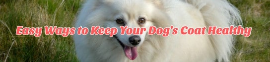 Easy Ways to Keep Your Dog’s Coat Healthy 