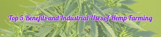 Top 5 Benefits and Industrial Uses of Hemp Farming