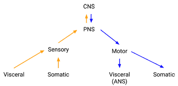 Sensory Motor and Autonomic Nerves