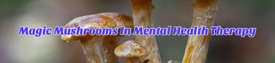 Magic Mushrooms Helps In Mental Health Therapy
