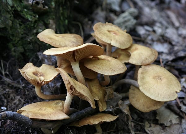 Magic Mushrooms Photo Blog